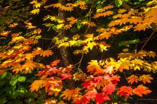 Maple Leaves-5053.jpg
